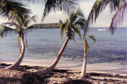 Playas de Vieques, Puerto Rico Playas del mundo