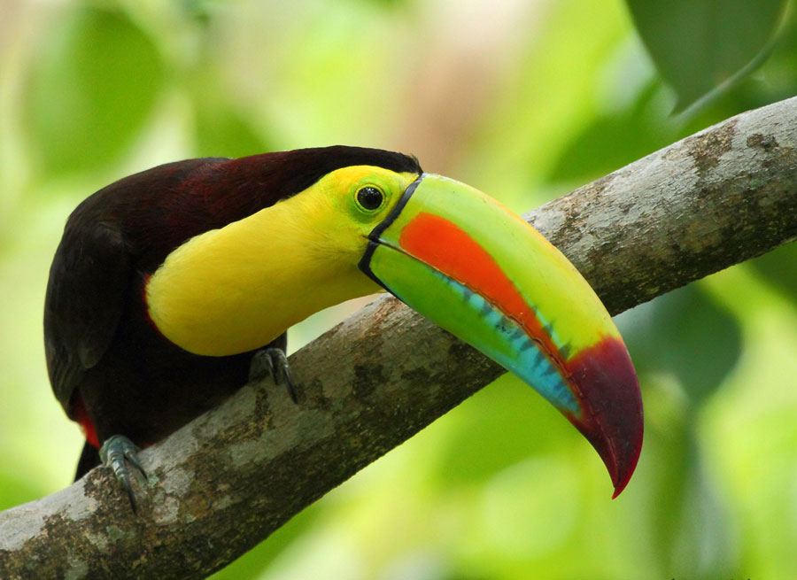 Honduras es el paraíso de las aves