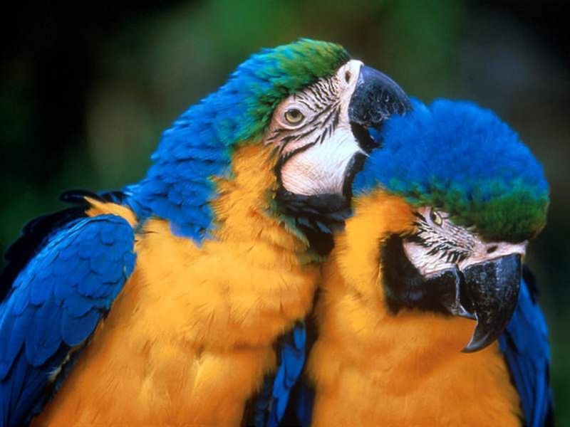 Venezuela ocupa séptima posición en ranking mundial de aves